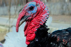 Peru o prato mais consumido no natal (Foto: reprodução/internet)