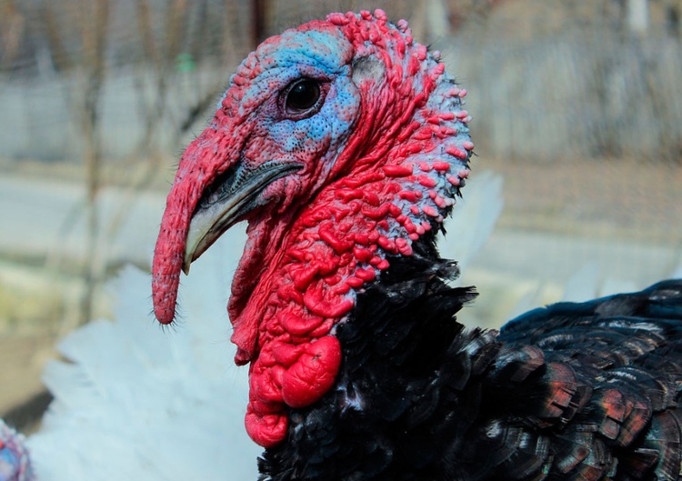 Peru o prato mais consumido no natal