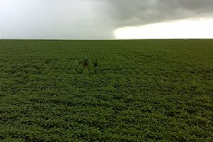 Os cerrados do Piauí contam com cia e a Cia (Foto: Reprodução)