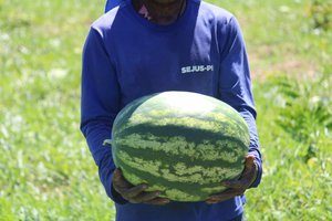 Colheita de melancia na Colônia Agrícola Major César Oliveira (Foto: Divulgação)