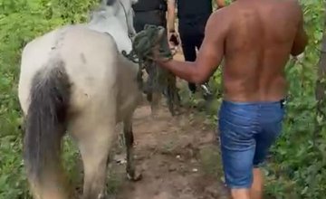 SSP cumpre mandado de busca contra investigados por deixar animais soltos em vias públicas em Floriano (Foto: Divulgação)
