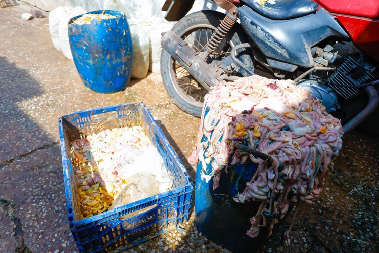 Polícia Civil deflagra operação e fecha abatedouro clandestino de aves em Teresina